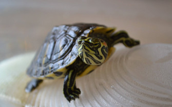 Top Cool Turtle Wallpaper Full HD 4k To Use