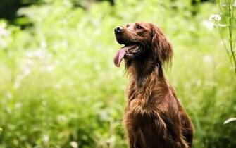 Irish Setter HD Wallpaper High Definition