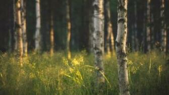 Forest Summer Wallpaper Season Artwork