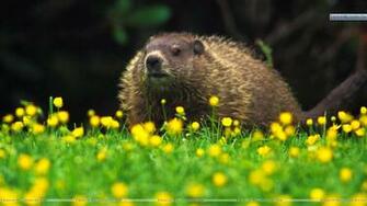 Groundhog Grandfather Mountain Wallpaper