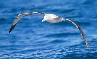 Albatross High Definition Wallpaper