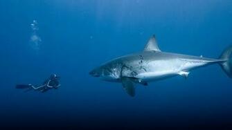 Shark Computer Wallpaper Desktop Background Id