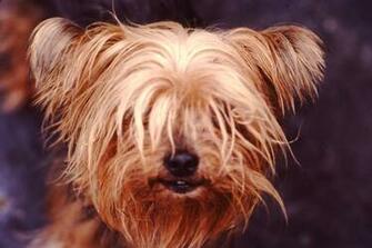 Un Viejo Yorkie Wallpaper