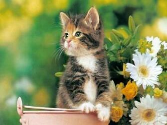 Beautfiul Animals Wallpaper