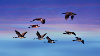 Sunset Sky Flying Goose Animal Canada HD Wallpaper