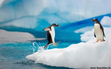 Penguin Wallpaper Cute Bird Penguins HD