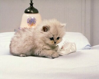 Exotic Cat Wallpaper