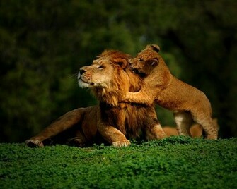 Cubs Lions Wallpaper Lion Desktop