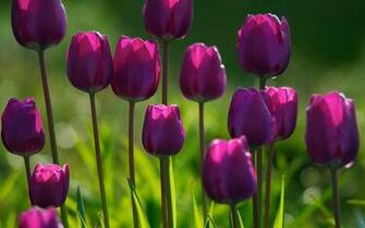 Flowers Wallpaper Purple Tulips Desktop