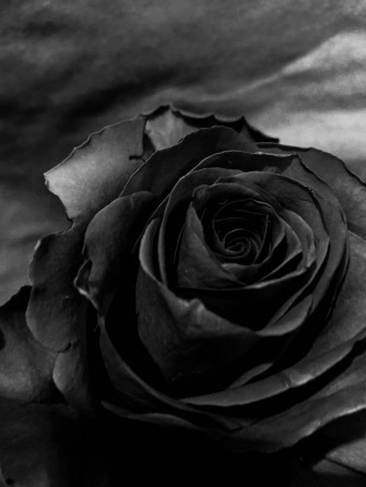 Black Rose iPhone Wallpaper