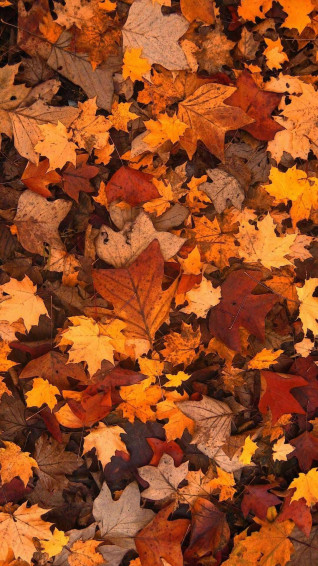 Fall iPhone Wallpaper