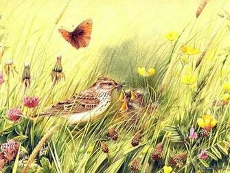 Backyard Birds Beautiful Paintings Small Bird Illustration