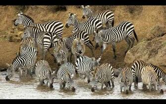 Wallpaper Zebra