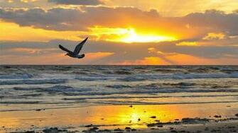 Beach Sunrise Wallpaper