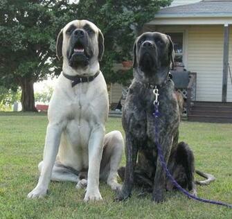 English Mastiff Dog Amazing Pets Wallpaper
