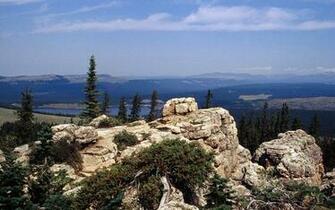 Forest Wyoming HD Desktop Background Wallpaper Nature