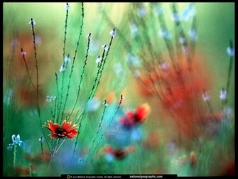 Wildflowers Photo Of The Day Picture Photography Wallpaper