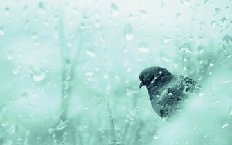 Rainy Day Awesome Wallpaper7