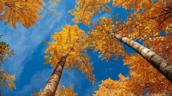 Autumn Wallpaper