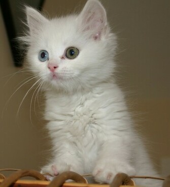 Beautiful Cats Funny White And Black High Resolution Image