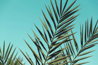 Aesthetic Palm Leaves For Sunday Background Wallpaper