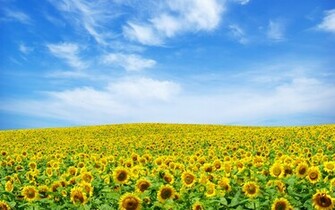 Wallpaper Beautiful Subflower Pictures For Background