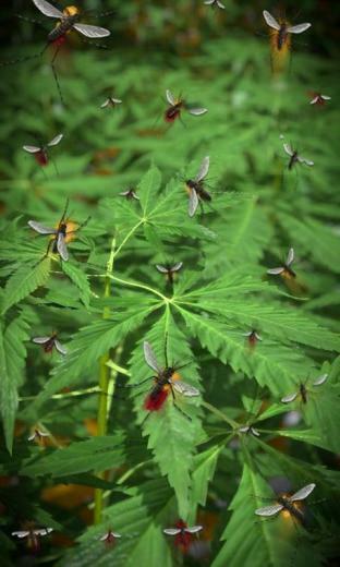 Marijuana Live Wallpaper Android Apps On Google Play