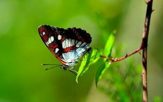 Of Nature HD Butterfly Wallpaper Background Photos