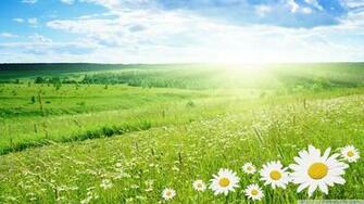 Field Of Flowers Wallpaper