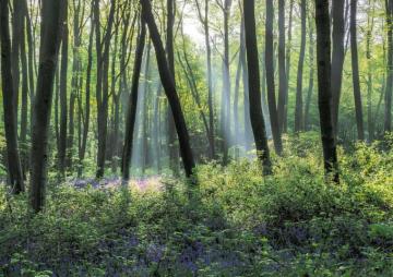 Blue Bells The Essence Of Spring