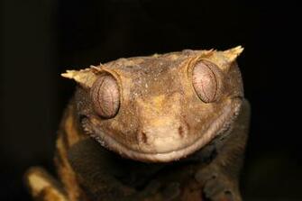 Blue Crested Gecko Wallpaper