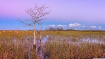 Pink Sunset Wetlands Everglades National Park 4k HD Desktop