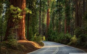 Road In Pine Forest 4k HD Desktop Wallpaper For Ultra Tv