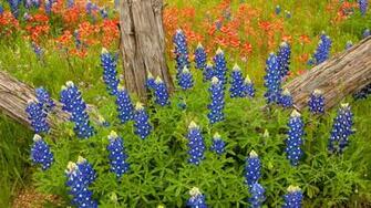 Bluebonnet HD Wallpaper Net