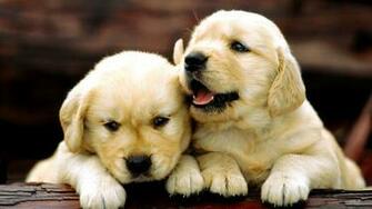 Puppy Computer Wallpaper Desktop Background Id