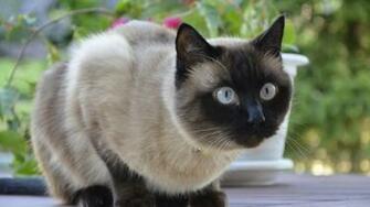 Siamese Cat HD Wallpaper Wallpaperfx