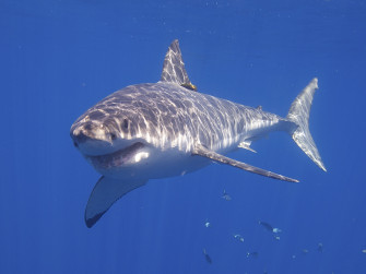 Shark Wallpaper Image Photos Picture