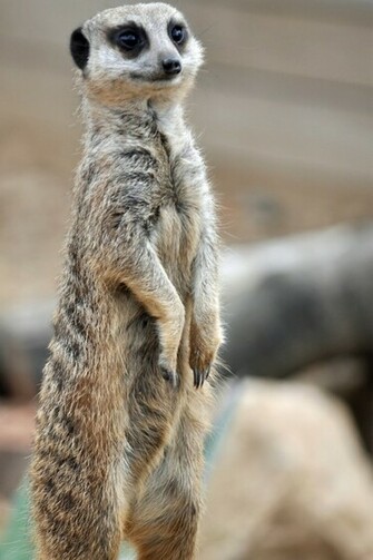 Meerkat HD Wallpaper High Definition iPhone
