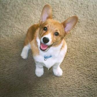 Cutest Corgi Evar By Bastimret