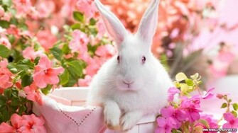 Cute Easter Bunny High Definition Wallpaper Picture