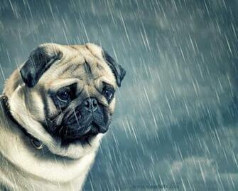 Pics Photos Info Pug Dog HD Wallpaper