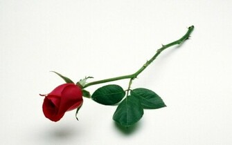 Flowers Roses White Background Red Rose HD Wallpaper