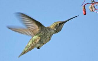 Hummingbird Wallpaper Desktopwallpaper