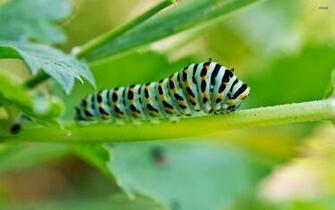 Caterpillar Wallpaper Animal
