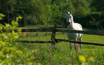 WallpaperHD Horses Wallpaper Filesize X Kb Jpeg