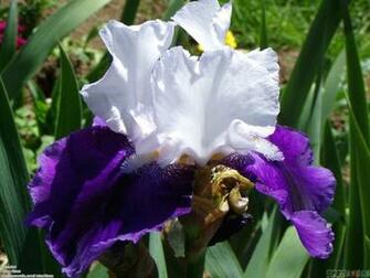 Iris Flower Wallpaper Open Walls