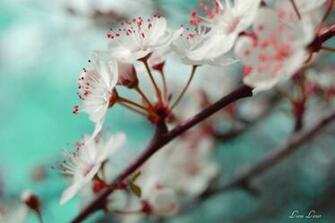 Pictures Spring Love Wallpaper By