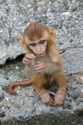 Wallpaper Galleries Adorable Baby Monkey