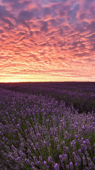 Lavender Wallpaper