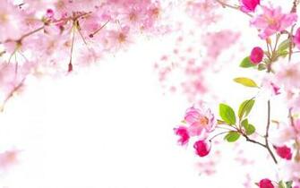 Sakura Wallpaper Wide High Res Pics Cool
